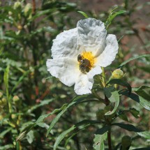 White-yellow flower with insects